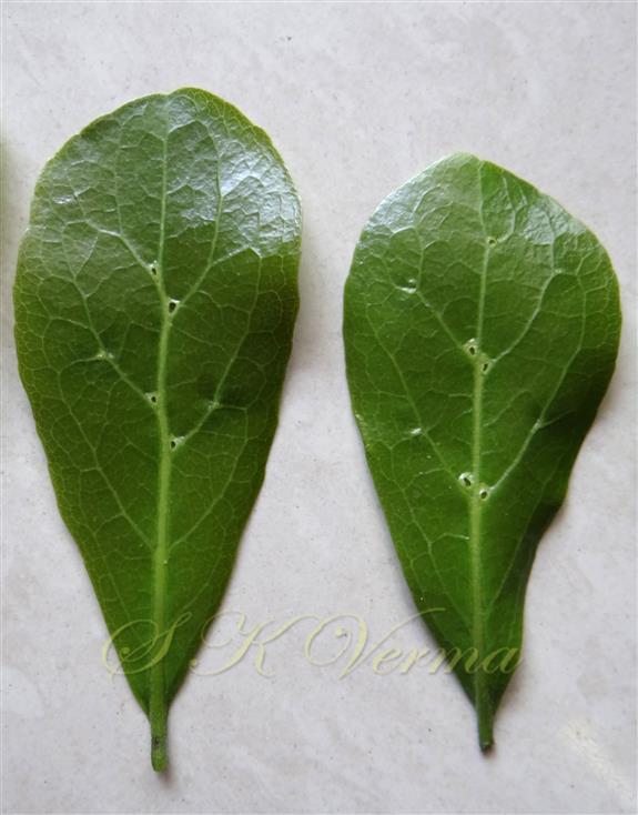  Leaves (Abaxial view with domatia)